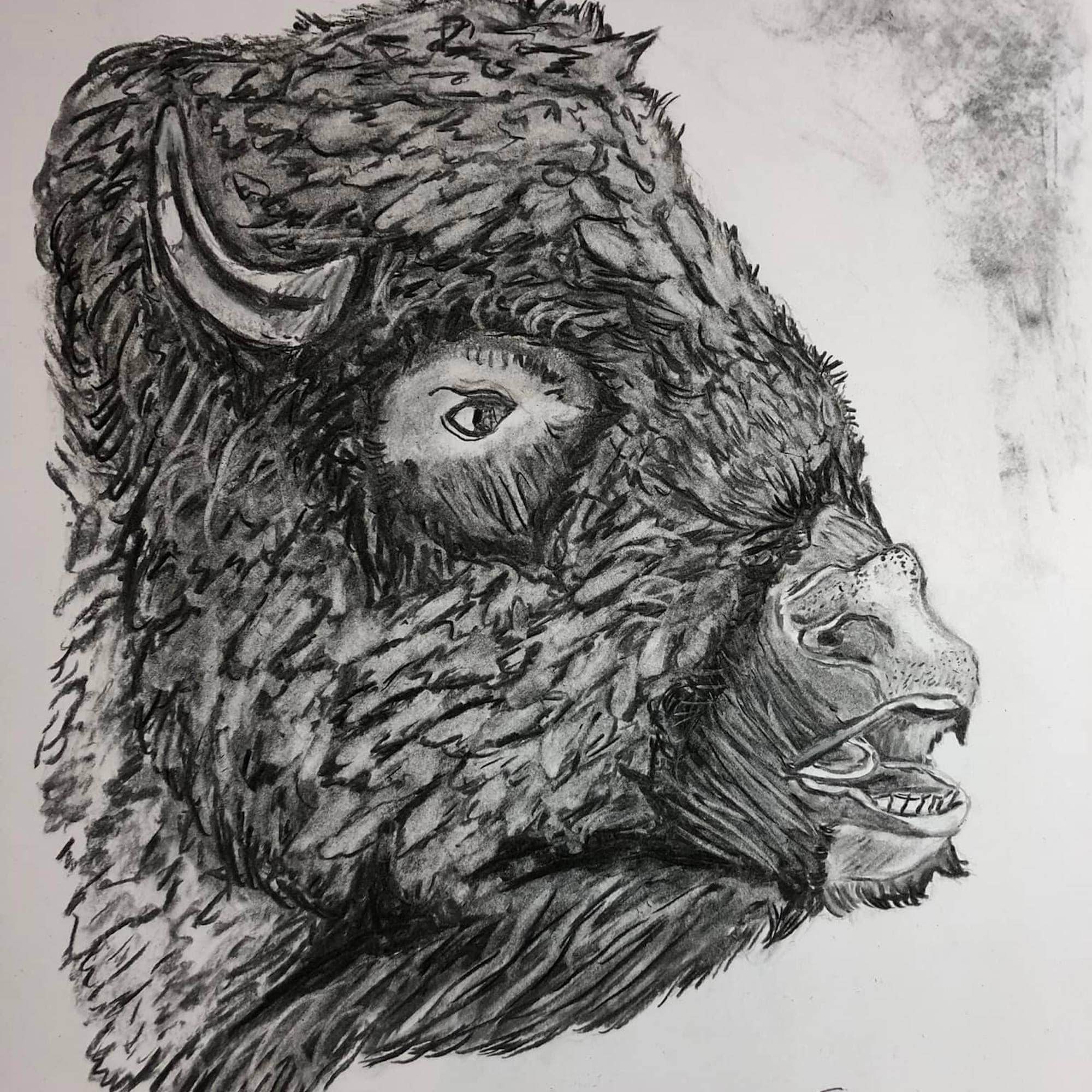 Bison