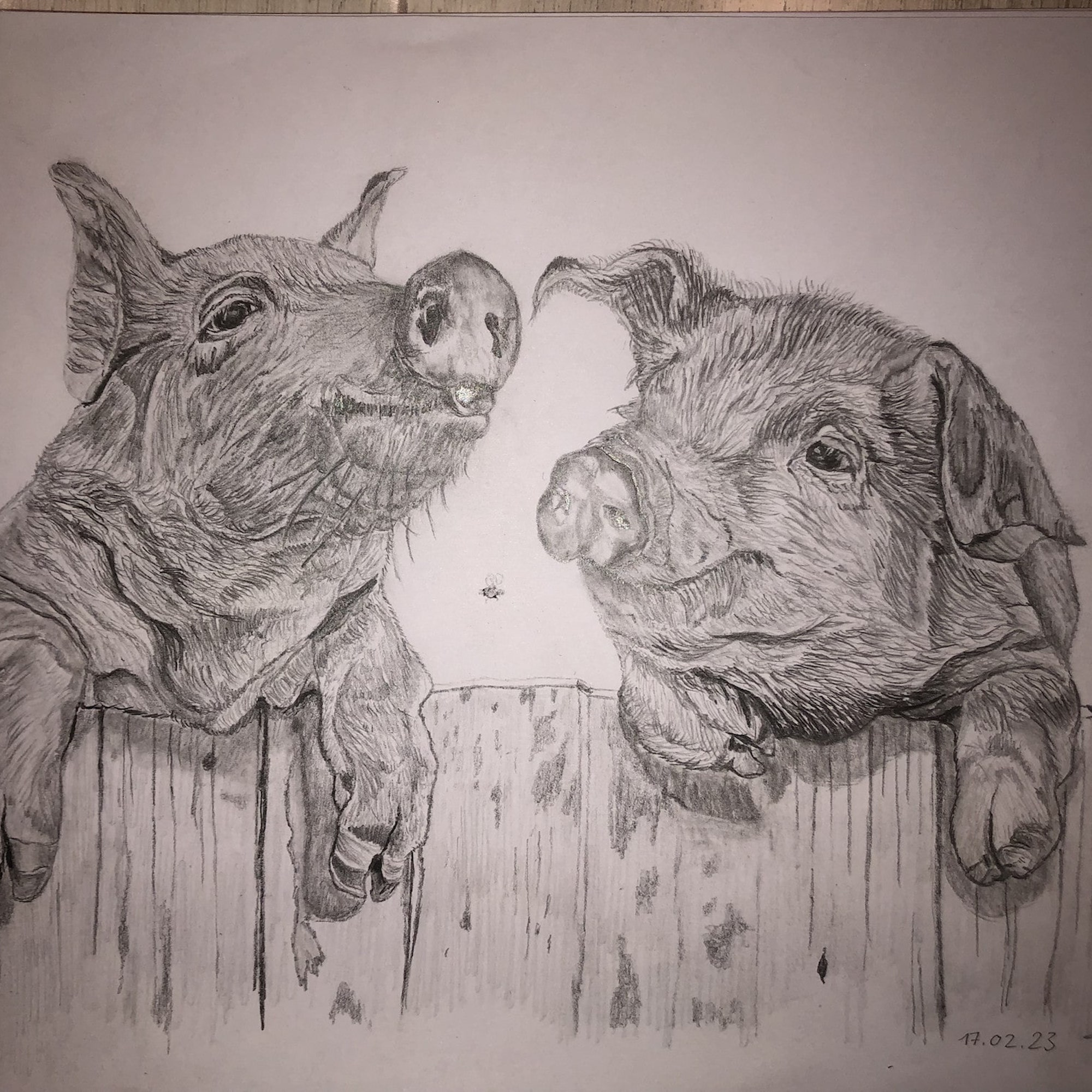 Ferkel