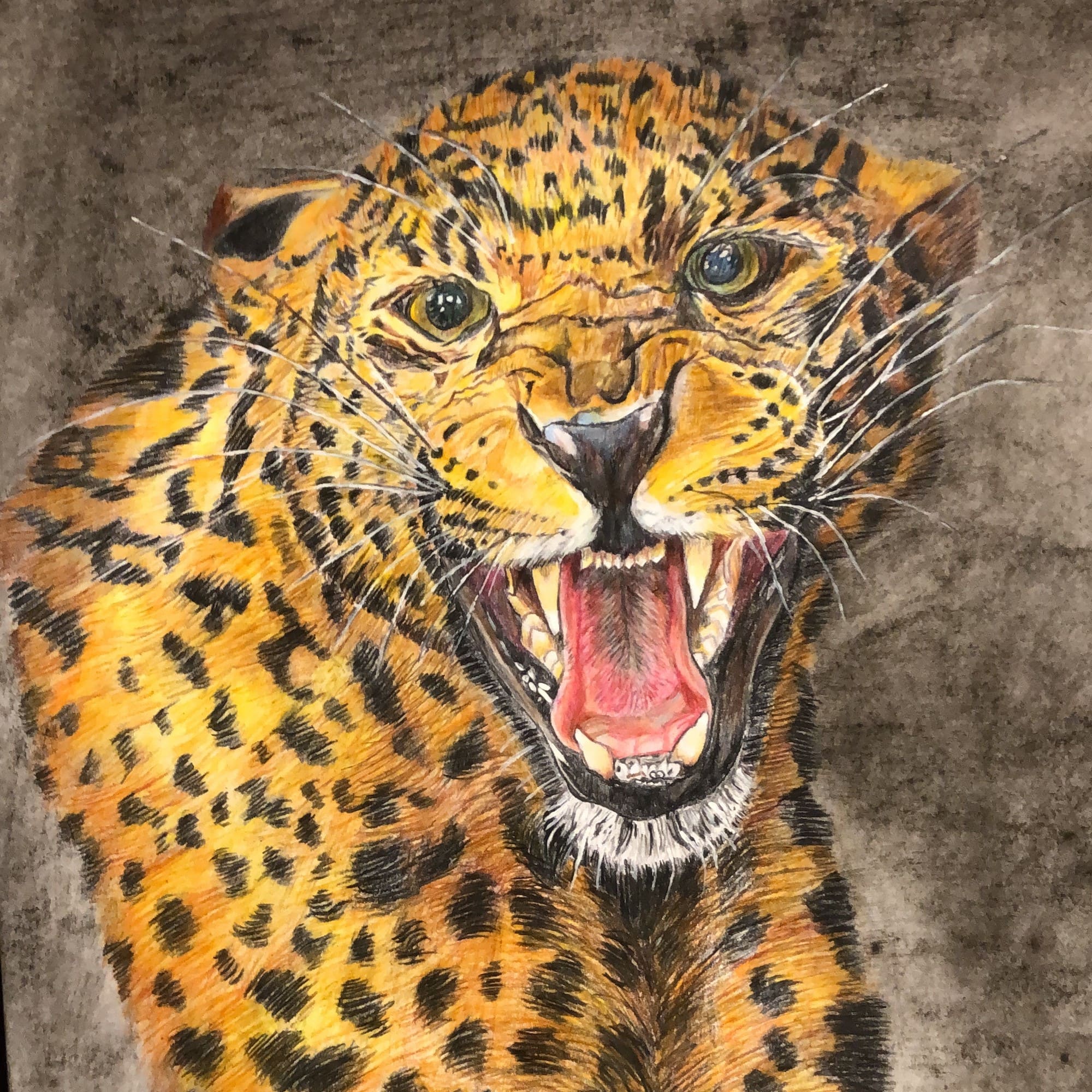 Leopard