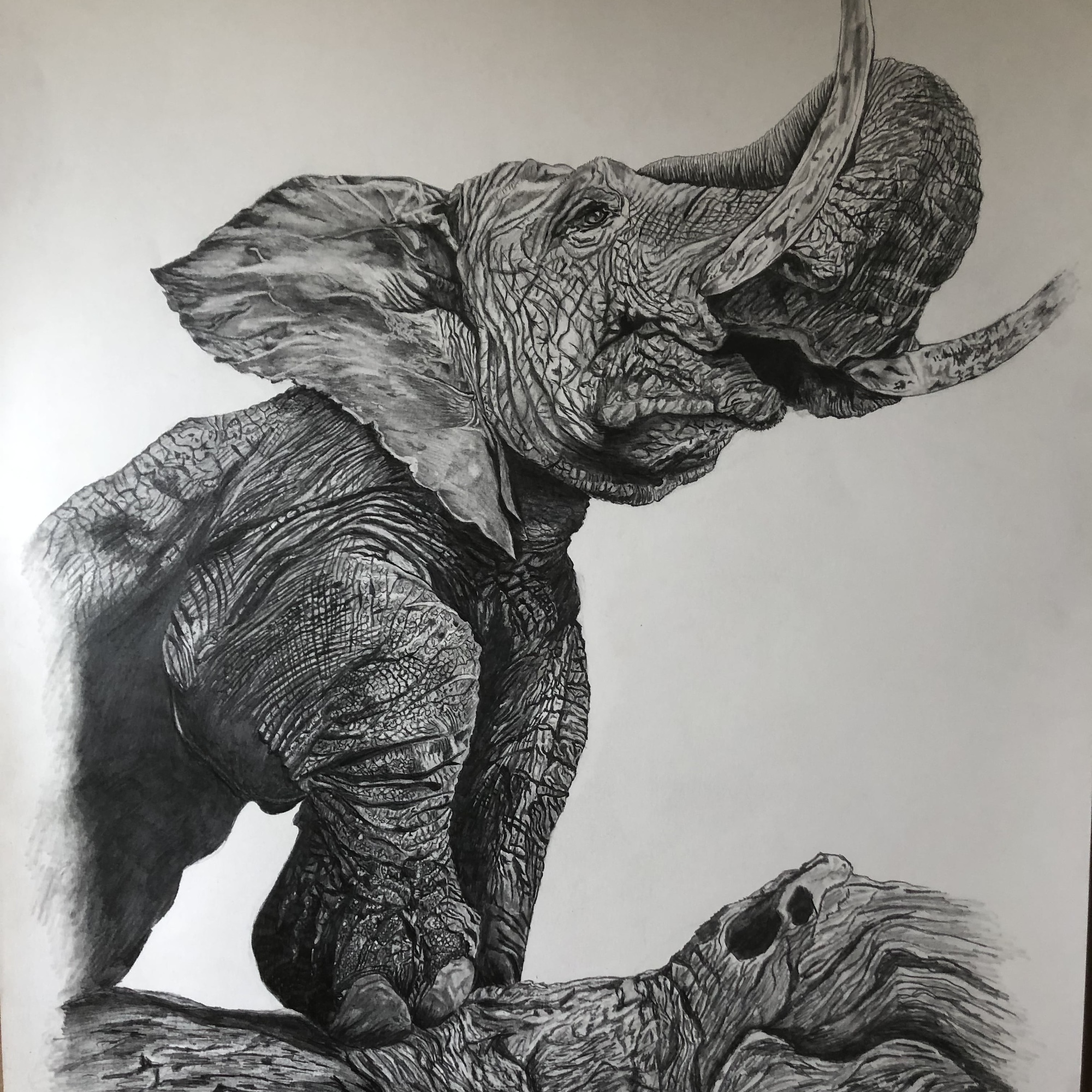 Elefant