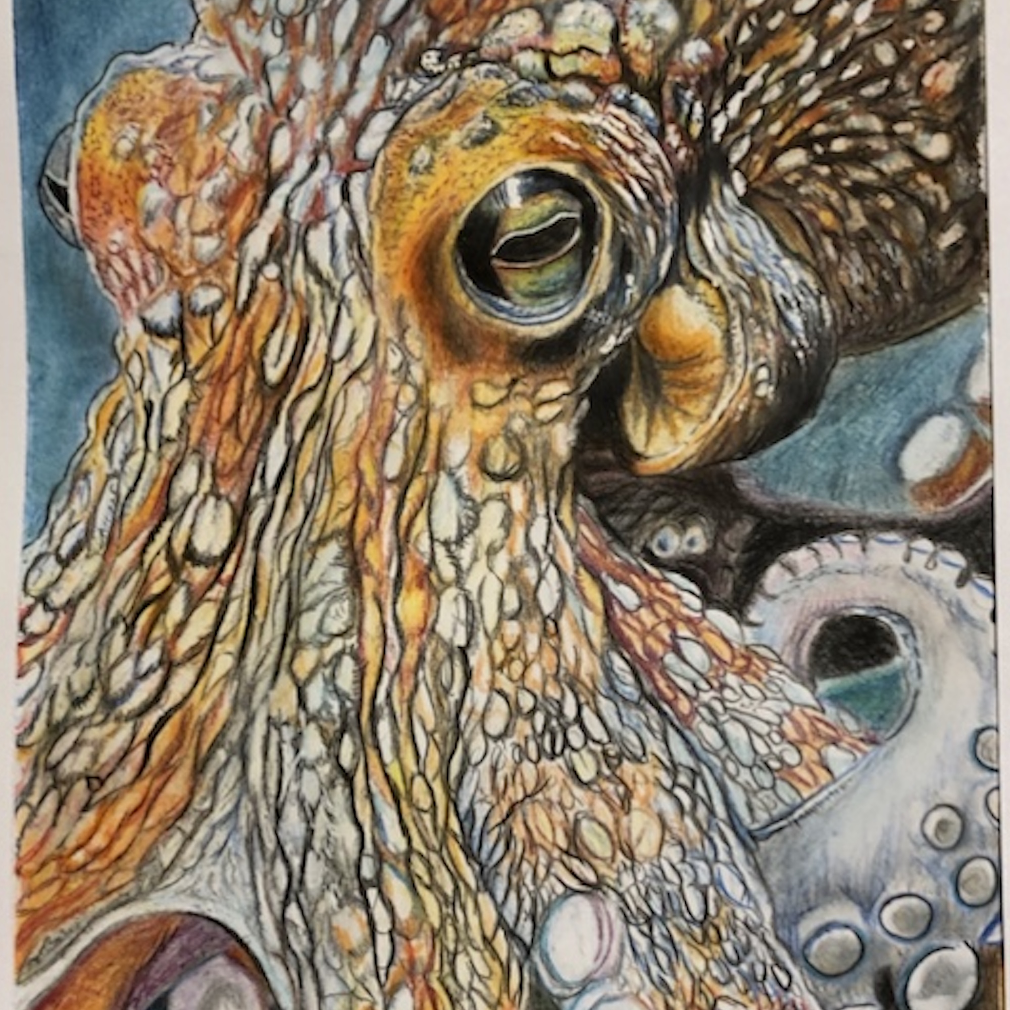 Octopus