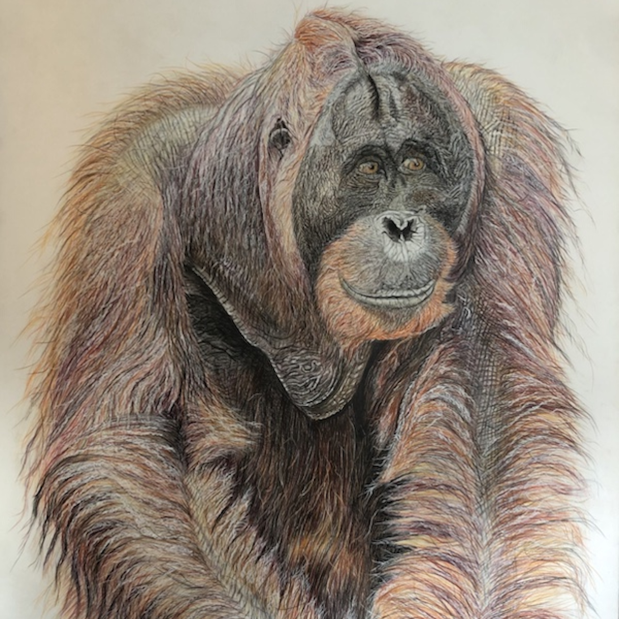 Orang Utan (Groß)